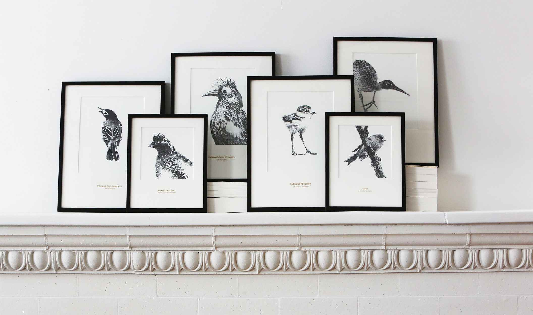 Rally Caller: Endangered Birds