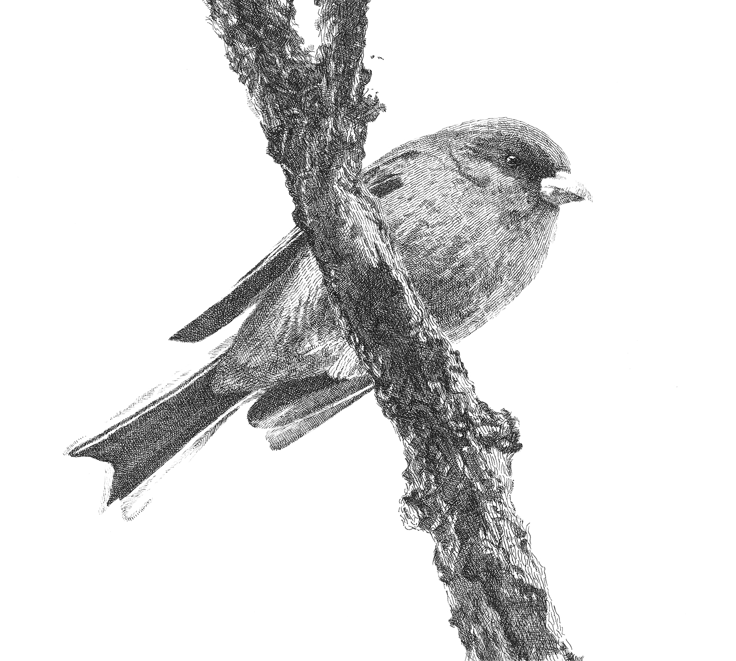 Sarah Kaizar - Endangered Species - 'Akeke'e - Loxops caeruleirostris