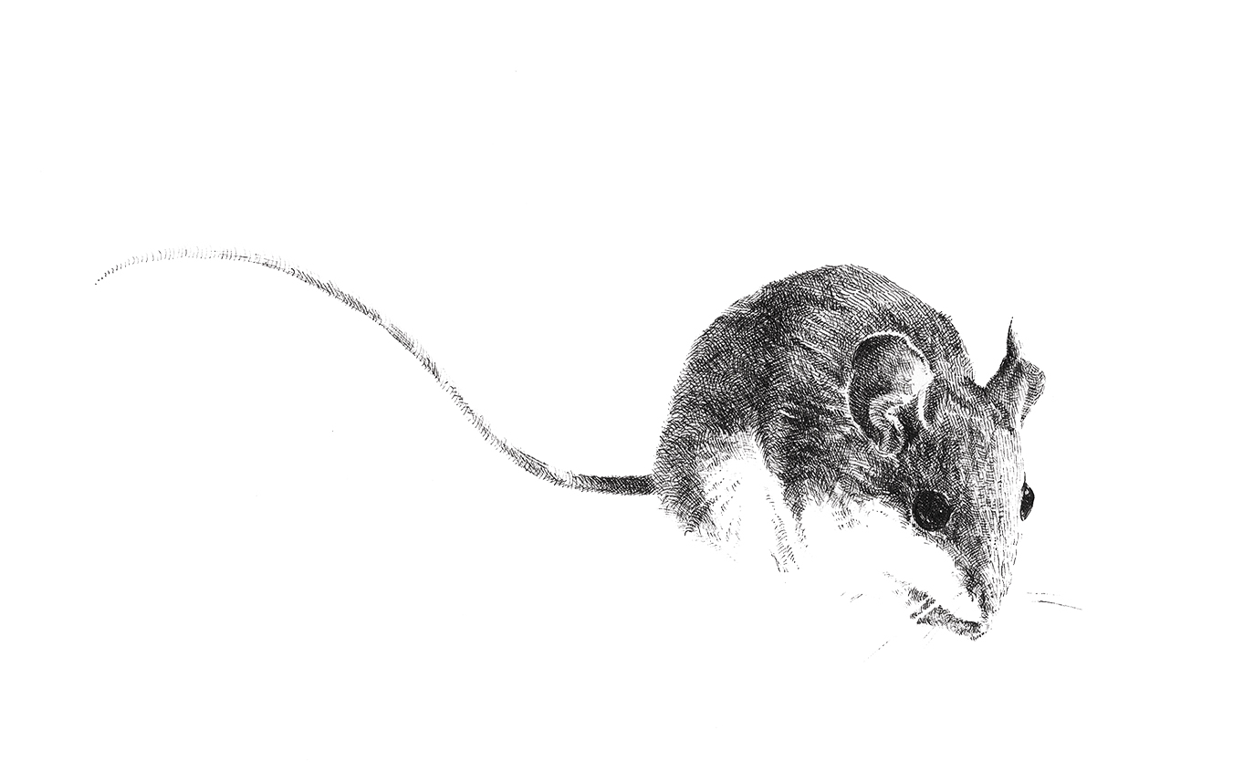 Sarah Kaizar - Endangered Species - Alabama Beach Mouse - Peromyscus polionotus ammobates