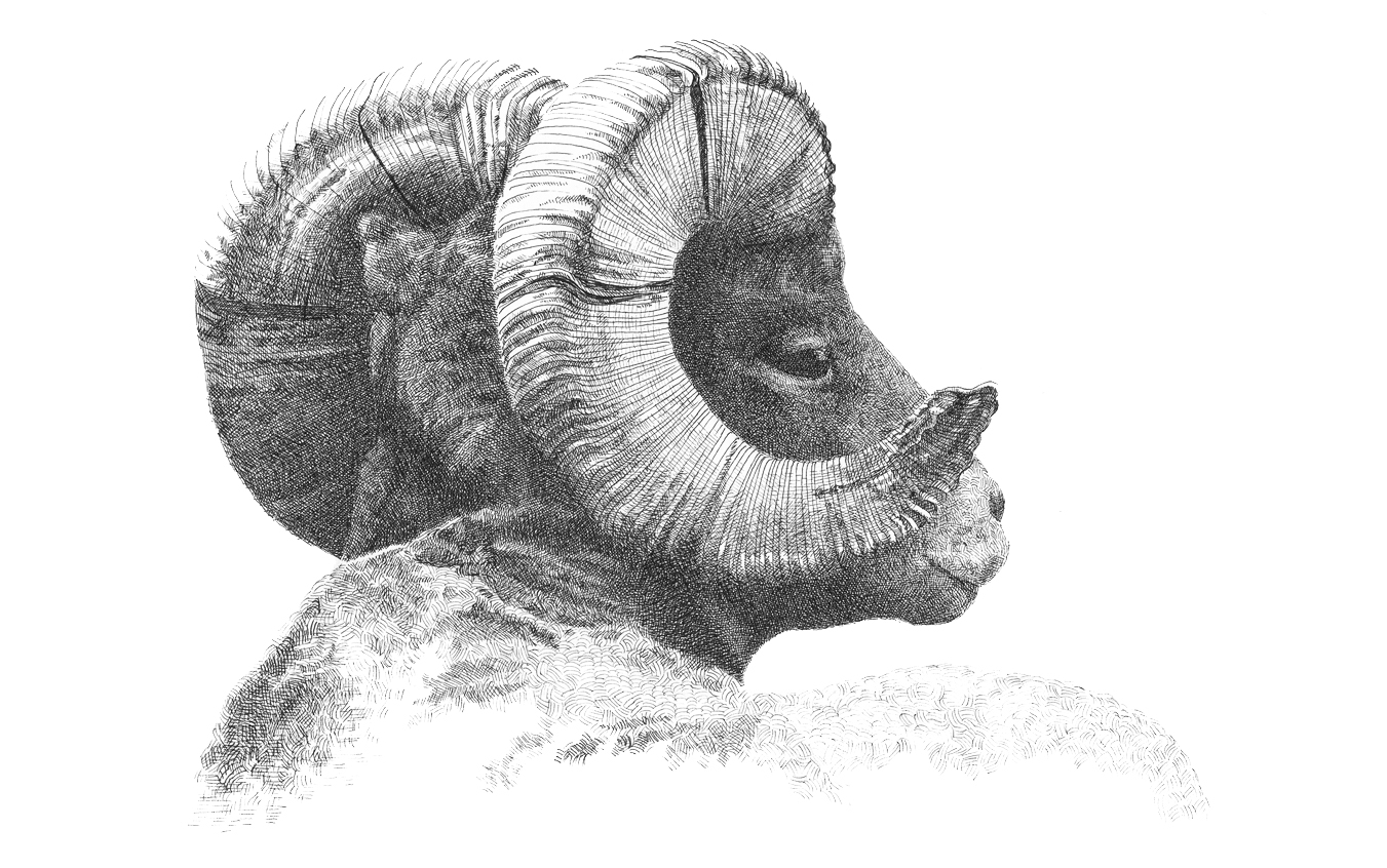 Sarah Kaizar - Endangered Species - Peninsular Bighorn Sheep - Ovis canadensis nelsoni
