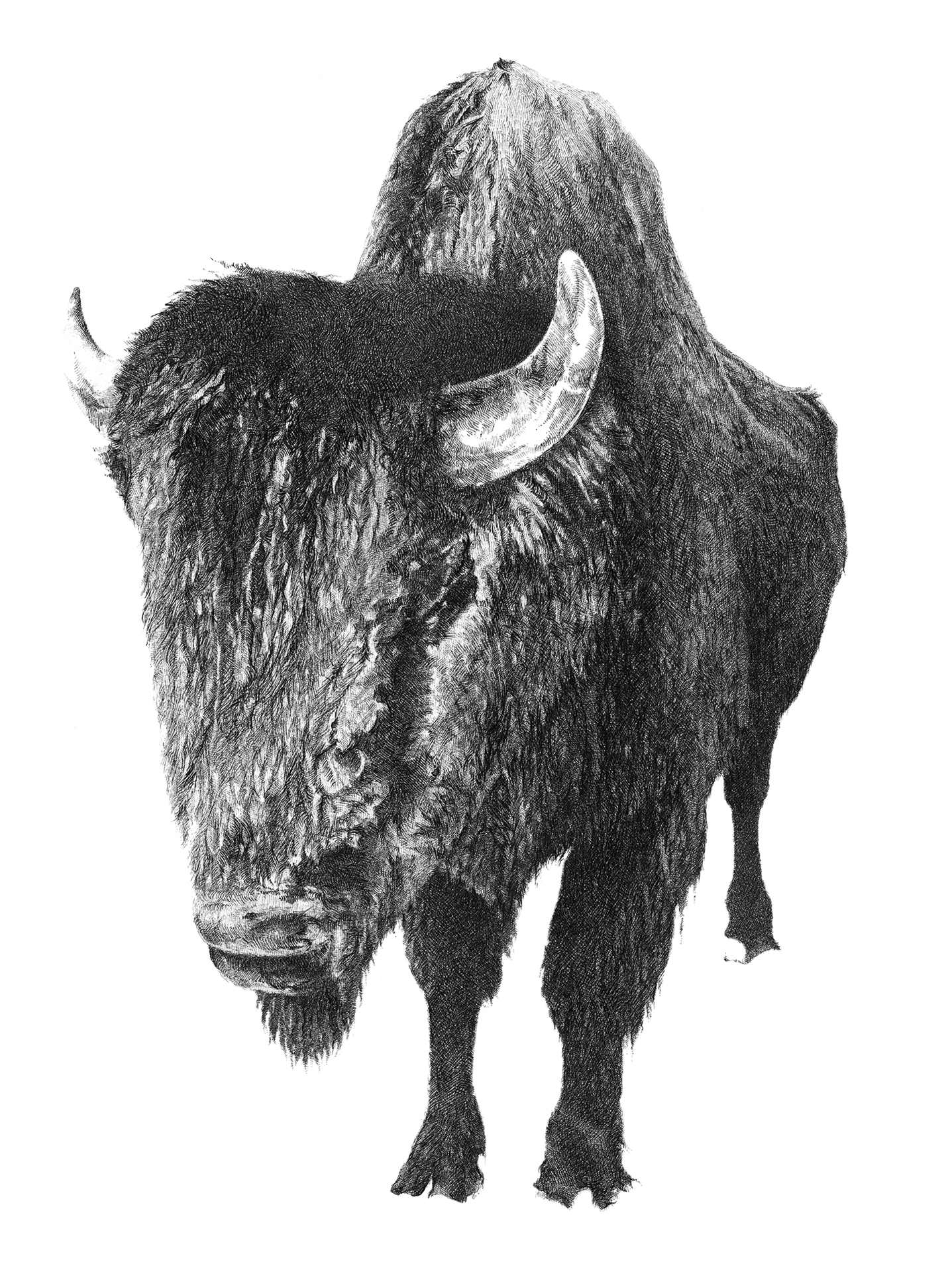 Sarah Kaizar - Endangered Species - Wood Bison - Bison bison athabascae