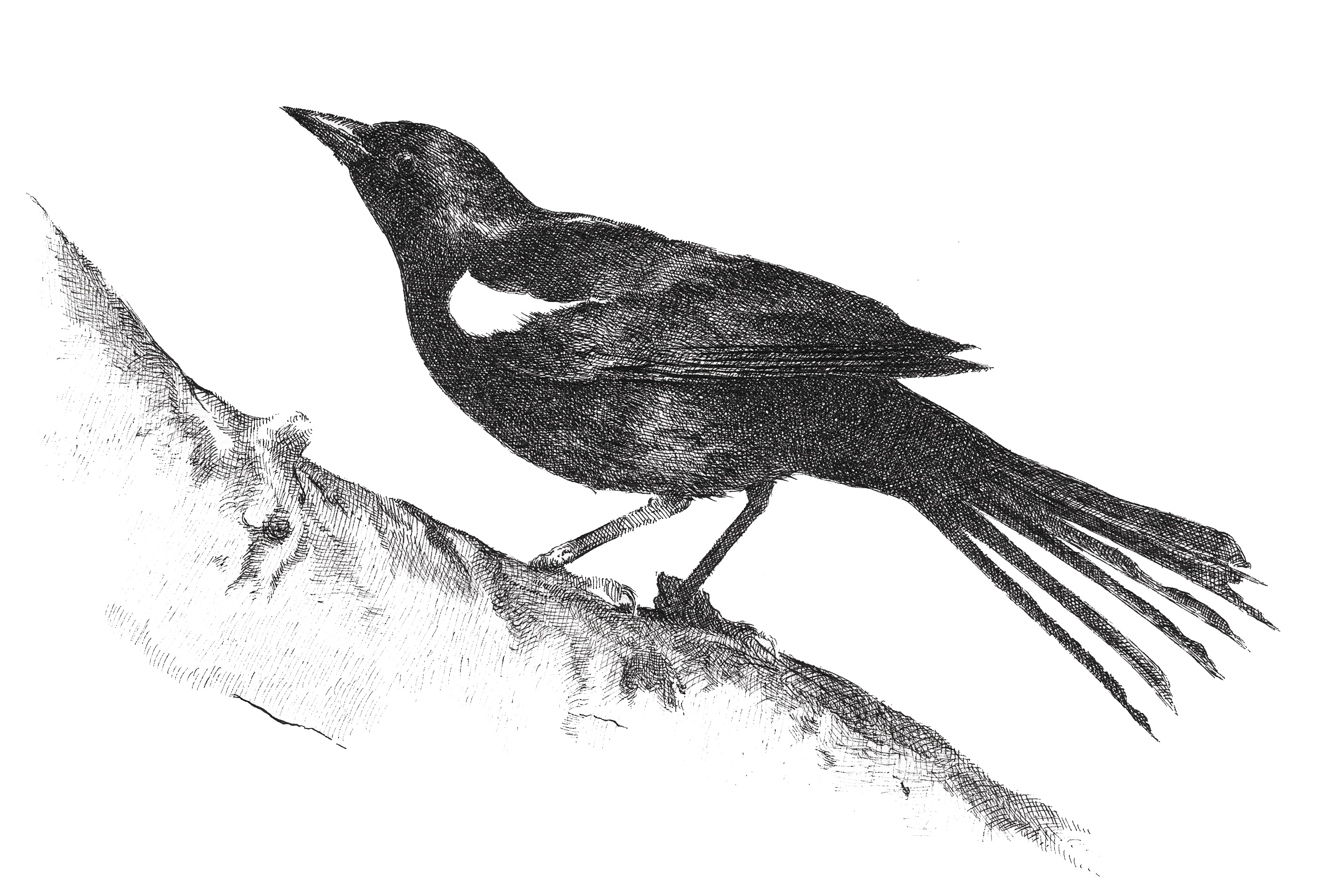 Sarah Kaizar - Endangered Species - Yellow-Shouldered Blackbird - Agelaius xanthomus