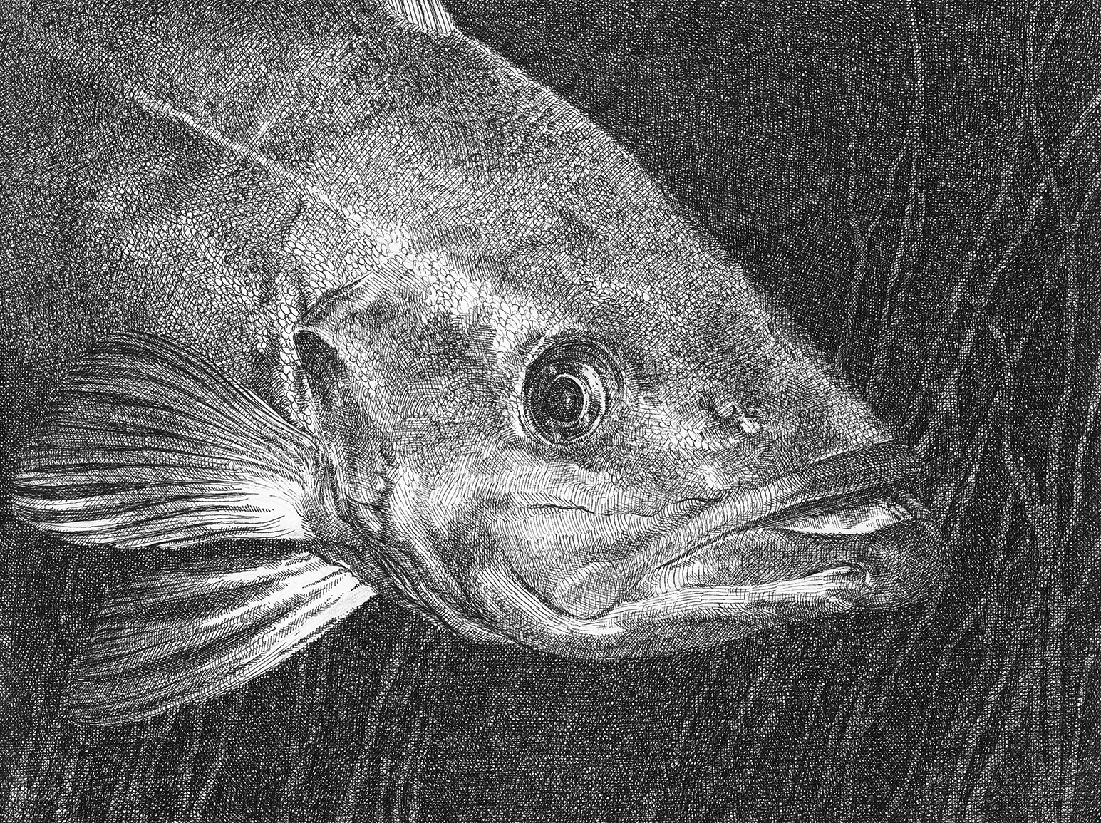 Sarah Kaizar - Endangered Species  - Bocaccio - Sebastes paucispinis