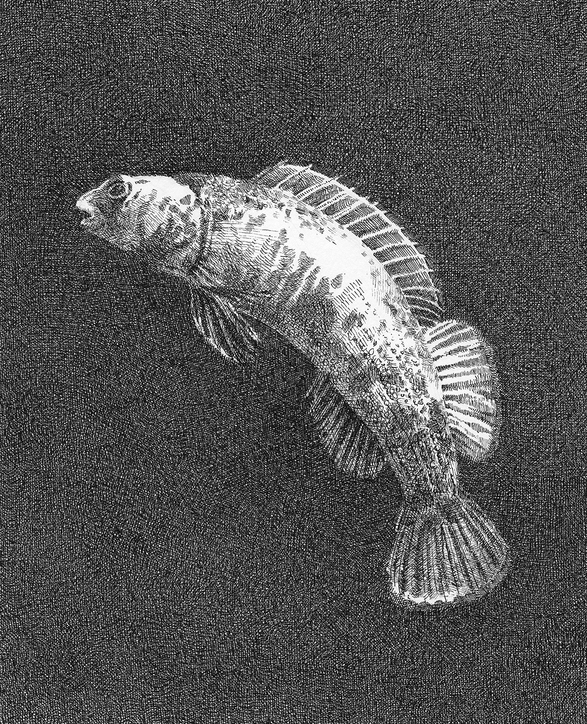 Sarah Kaizar - Endangered Species - Boulder Darter - Etheostoma wapiti