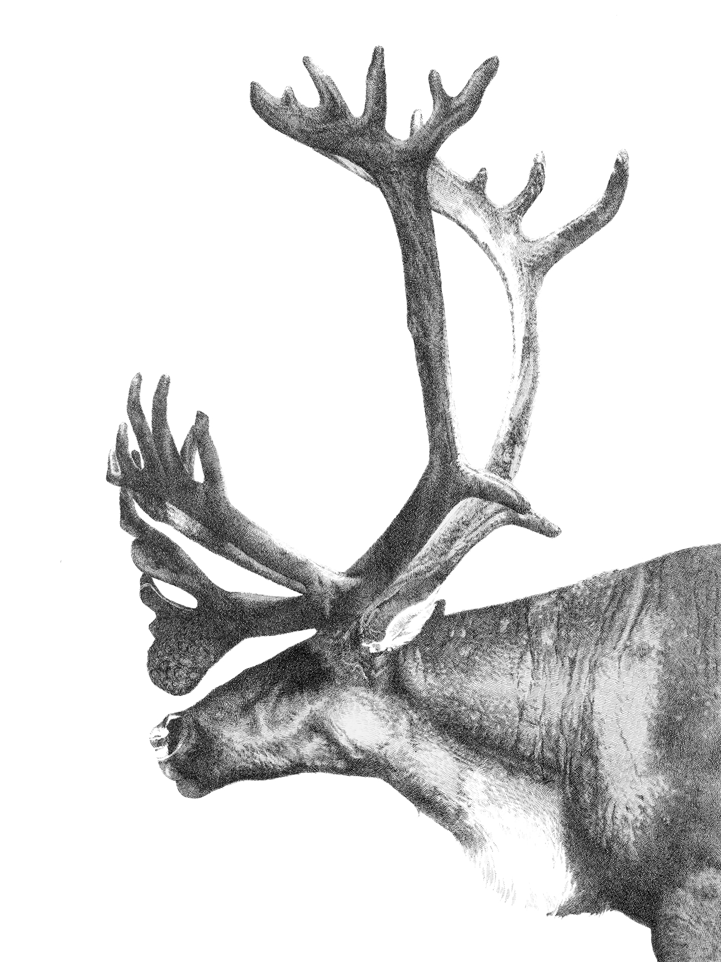 Sarah Kaizar - Endangered Species - Woodland Caribou - Rangifer tarandus caribou