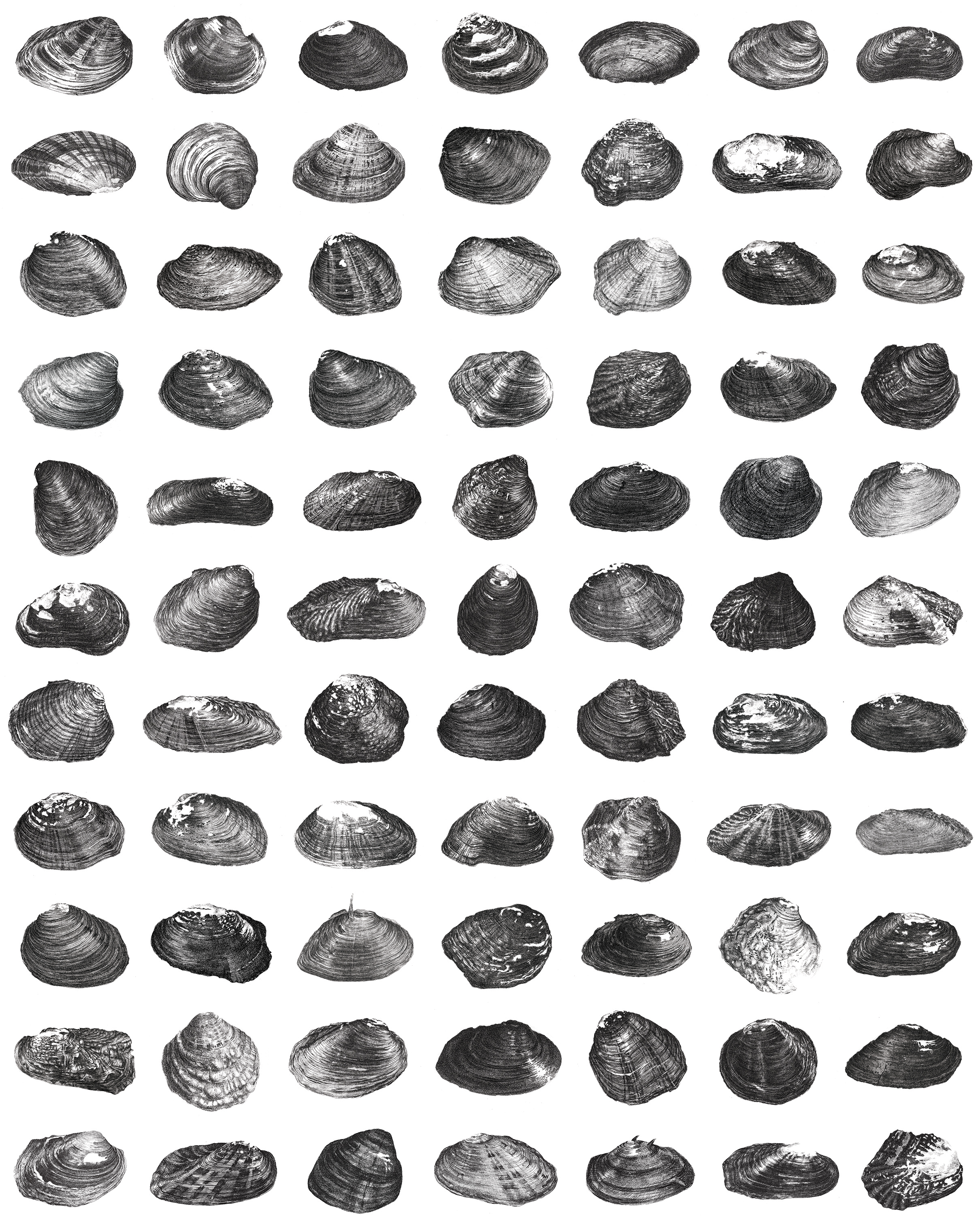 Sarah Kaizar - Endangered Species - Endangered Clams and Mussels