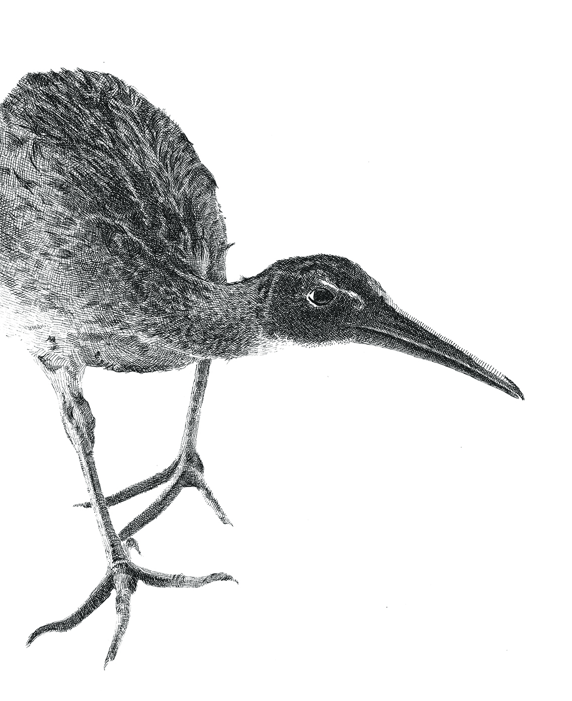 Sarah Kaizar - Endangered Species - Light-Footed Clapper Rail - Rallus longirostris levipes