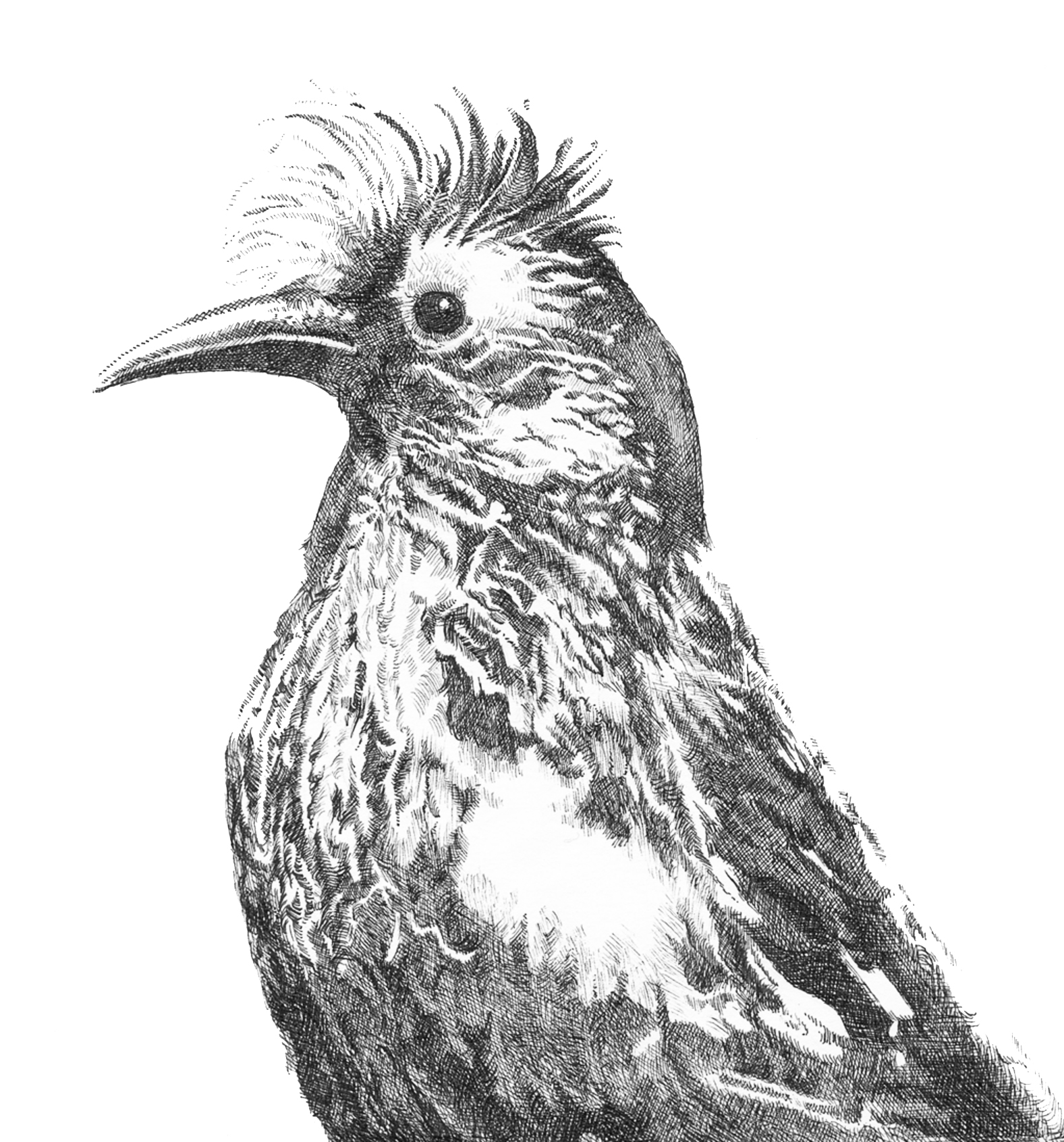 Endangered Species - Crested Honeycreeper - Palmeria dolei