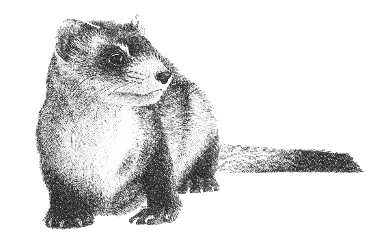 Sarah Kaizar - Endangered Species - Black-Footed Ferret - Mustela nigripes