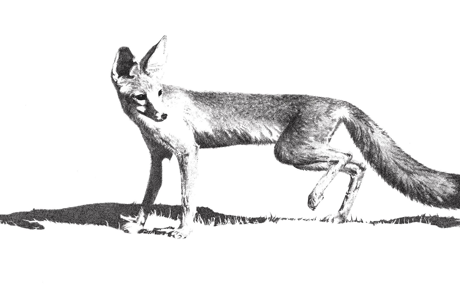 Sarah Kaizar - Endangered Species - San Joaquin Kit Fox - Vulpes macrotis