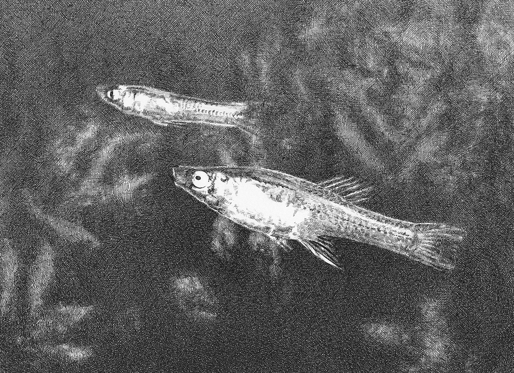 Sarah Kaizar - Endangered Species - Big Bend Gambusia - Gambusia gaigei