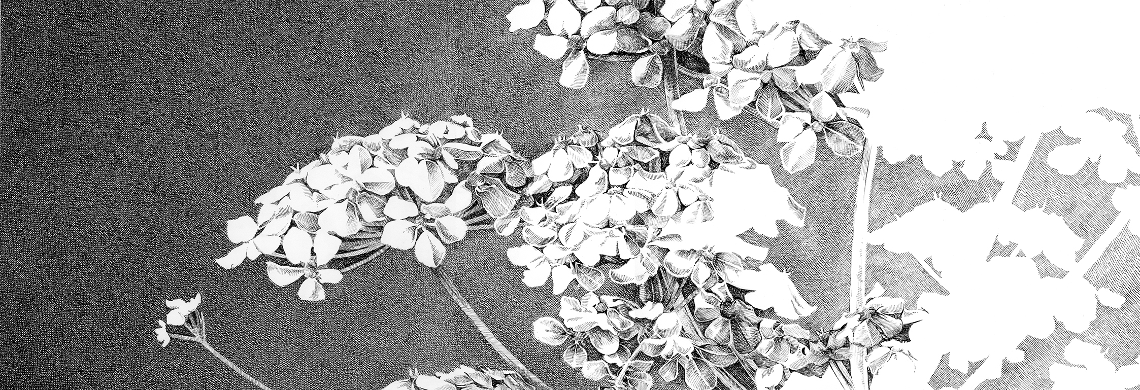 Sarah Kaizar - Endangered Species - Harperella - Ptilimnium nodosum