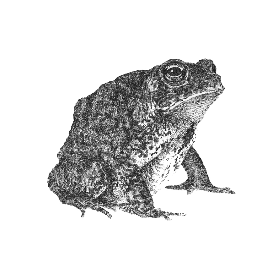 Sarah Kaizar - Endangered Species - Houston Toad - Bufo houstonensis