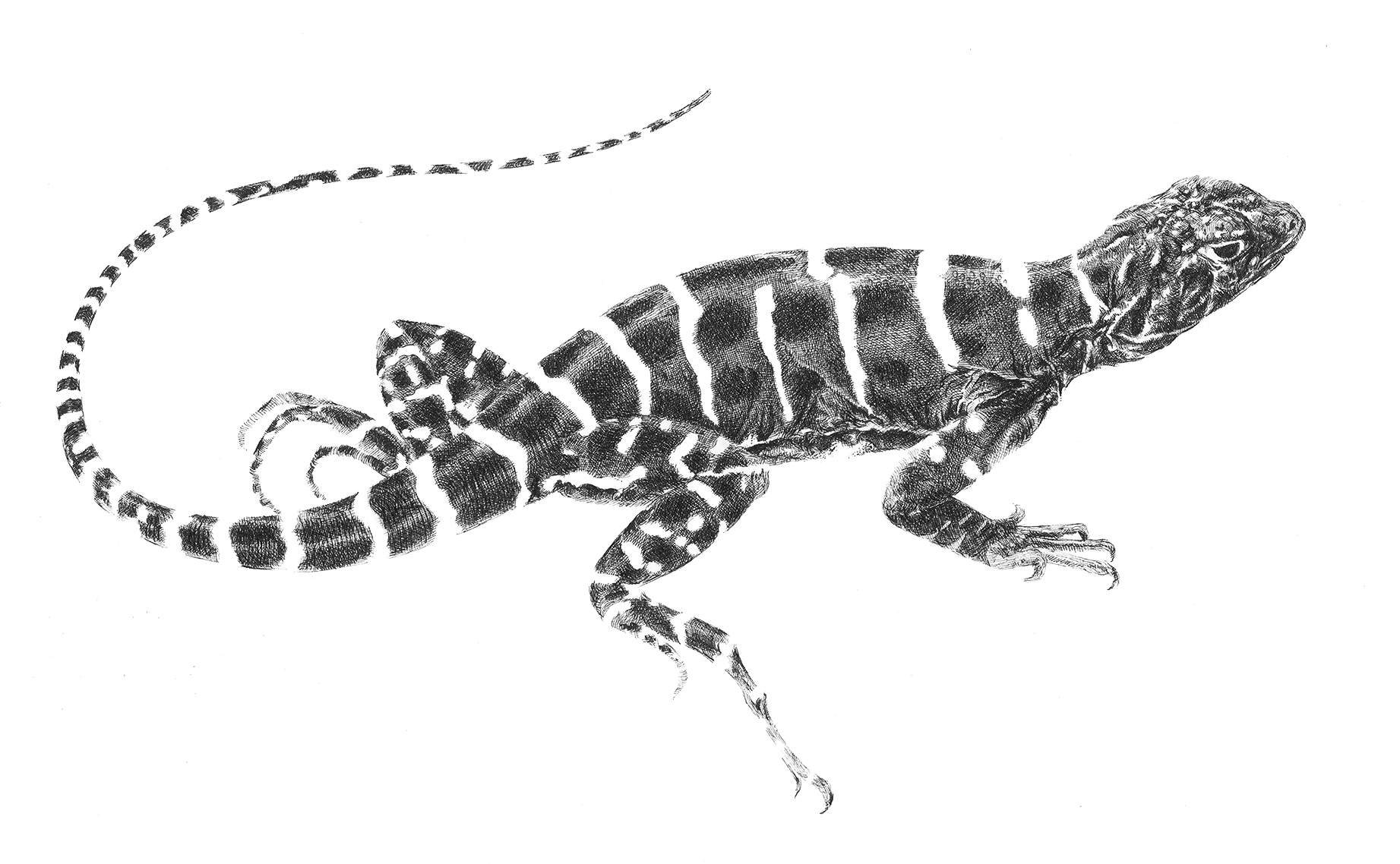 Sarah Kaizar - Endangered Species - Blunt-Nosed Leopard Lizard - Gambelia silus