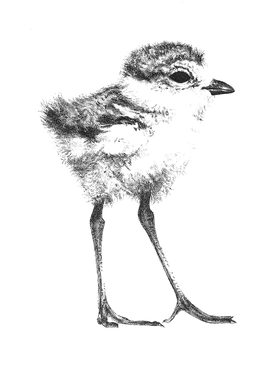 Endangered Species - Piping Plover - Charadrius melodus