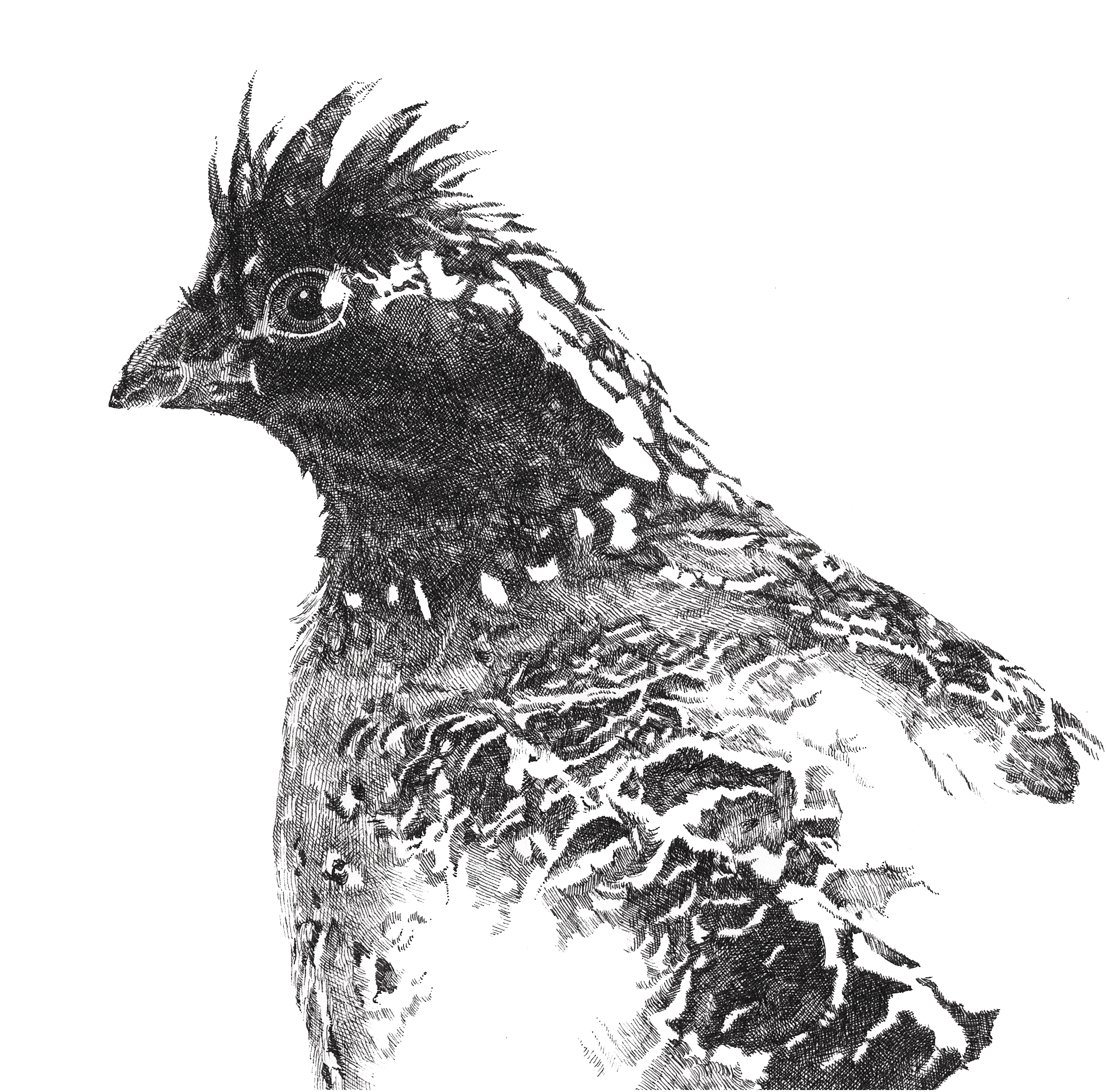 Sarah Kaizar - Endangered Species - Masked Bobwhite Quail - Colinus virginianus ridgwayi