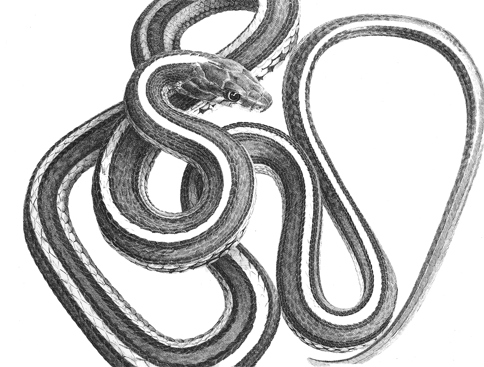 Sarah Kaizar - Endangered Species - San Francisco Garter Snake - Thamnophis sirtalis tetrataenia