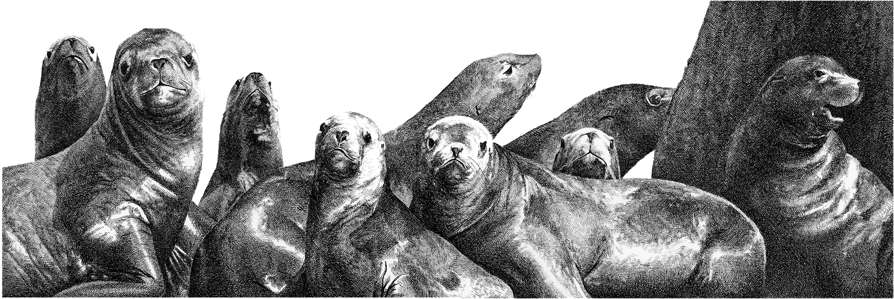 Sarah Kaizar - Endangered Species - Stellar Sea Lion - Eumetopias jubatus