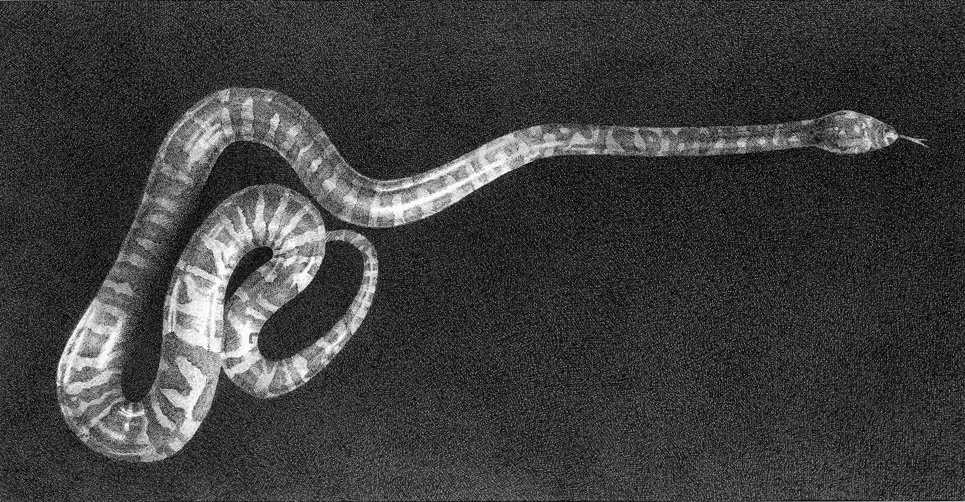 Sarah Kaizar - Endangered Species - Virgin Islands Tree Boa - Epicrates monensis granti