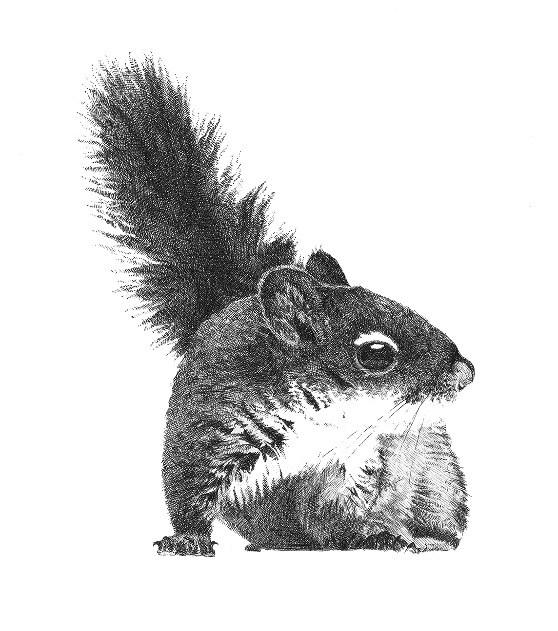 Sarah Kaizar - Endangered Species - Mount Graham Red Squirrel - Tamiascriurus hudsonicus grahamensis