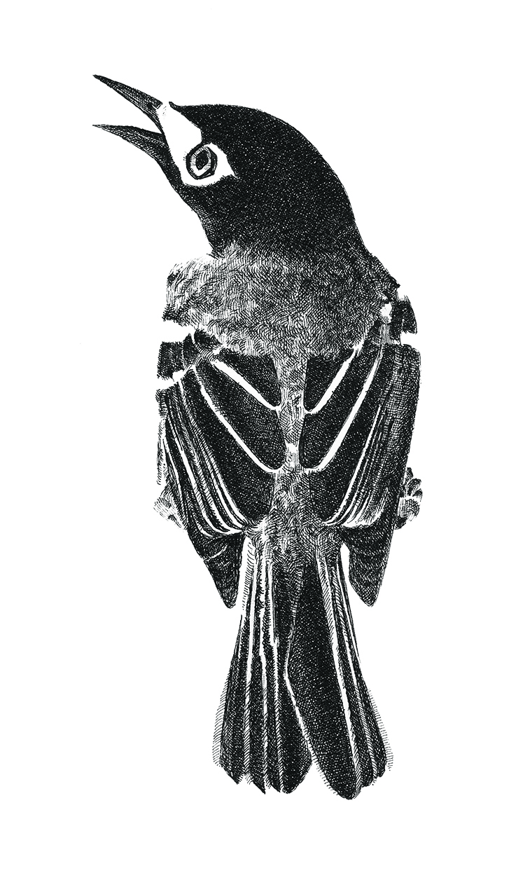 Sarah Kaizar - Endangered Species - Black Capped Vireo - Vireo atricapilla