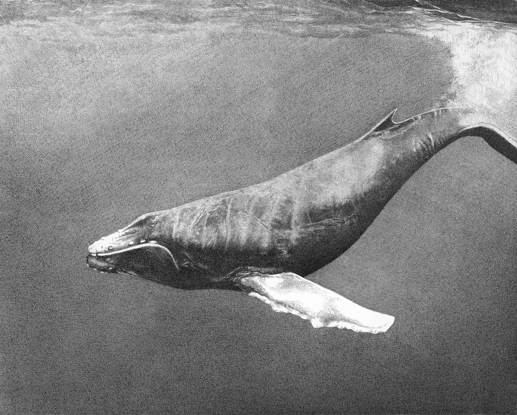 Sarah Kaizar - Endangered Species - Humpback Whale - Megaptera novaeangliae