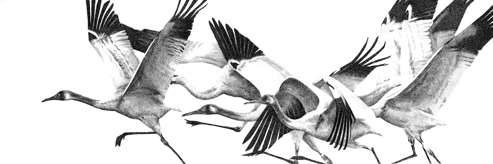 Sarah Kaizar - Endangered Species - Whooping Cranes - Grus americana