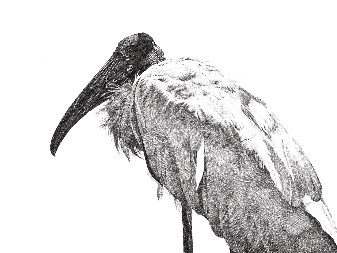 Sarah Kaizar - Endangered Species - Wood Stork - Mycteria americana