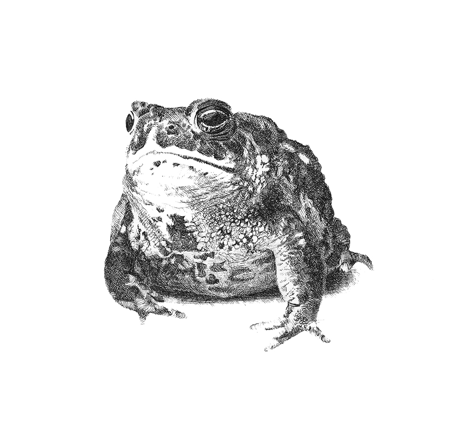 Sarah Kaizar - Endangered Species - Wyoming Toad - Bufo baxteri